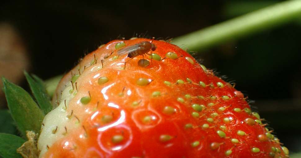 Fraise mouche Drosophila