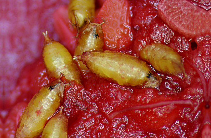 oeufs drosophila suzukii
