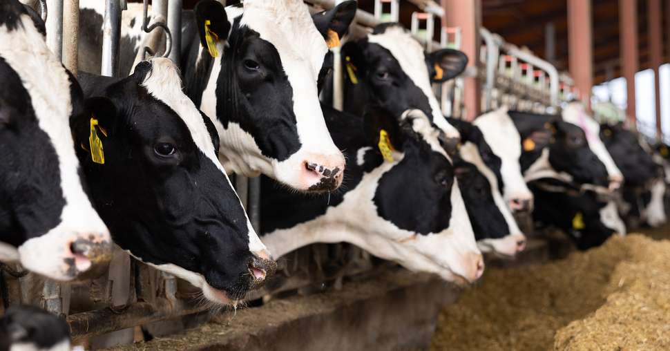 Cowshed at dairy farm with herd of milking cows