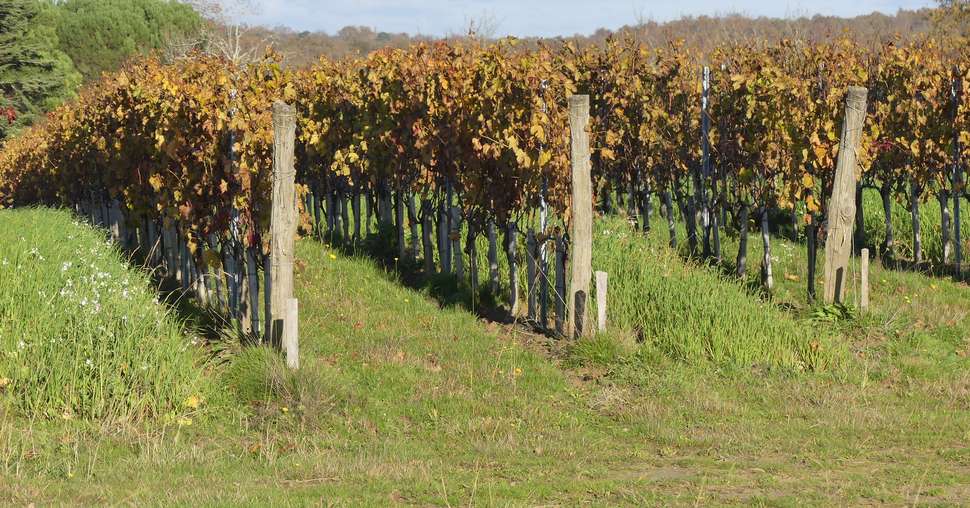 Vignes dans l'Entre-deux-Mers, novembre 2023