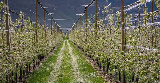 Water is sprayed over apple trees in order to create a layer of