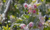 A la floraison, le gel de printemps peut être dévastateur.