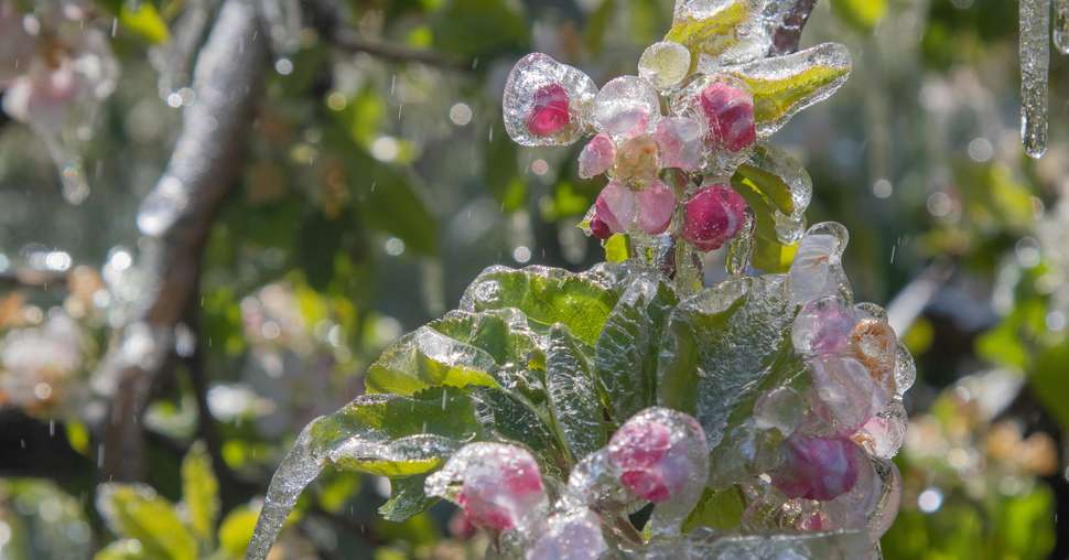 A la floraison, le gel de printemps peut être dévastateur.