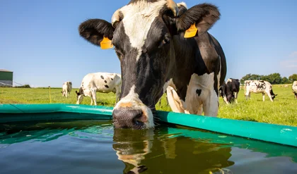 Vache laitière à l'abreuvoir campagne