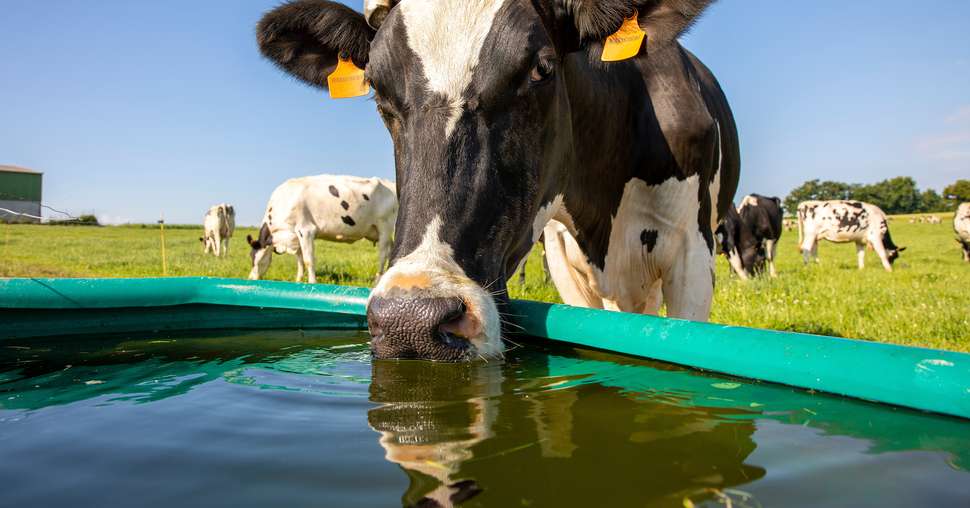 Vache laitière à l'abreuvoir campagne