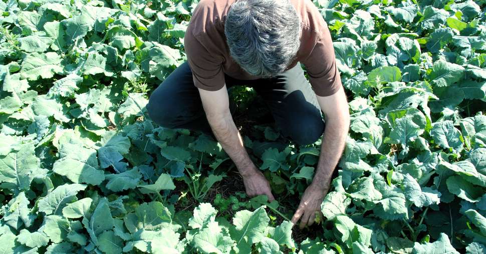 agriculture de conservation