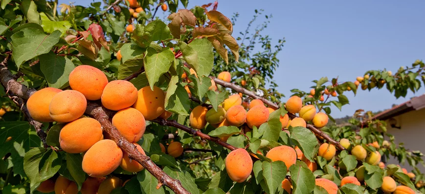La production de fruits en baisse de 16 % en moyen