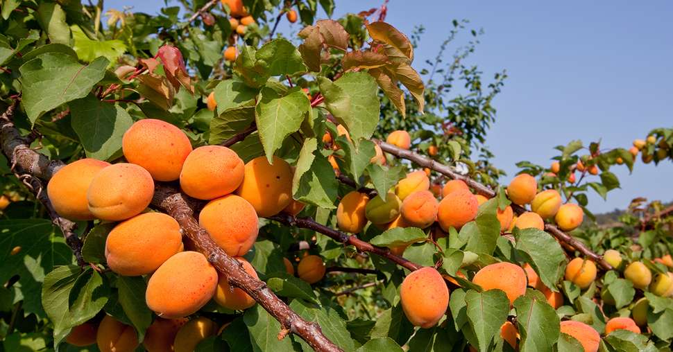 Abricotier bien chargé en fruits