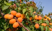 Abricotier bien chargé en fruits