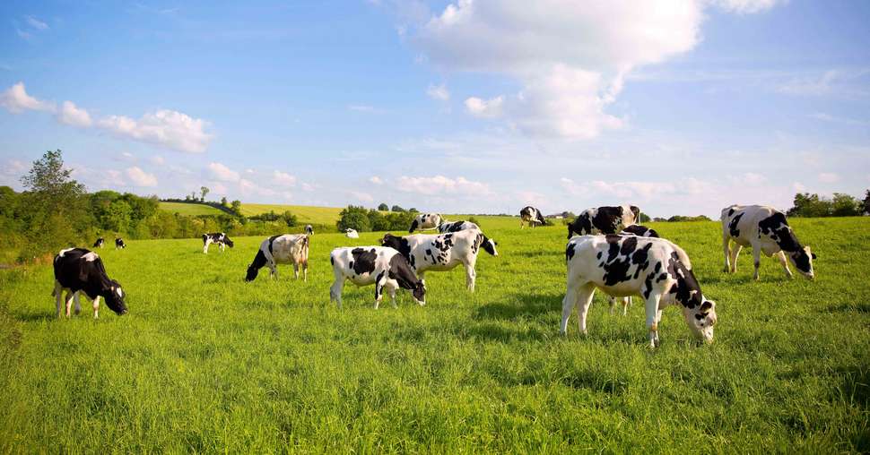 Troupeau de vaches laitières en campagne dans un paysage rural