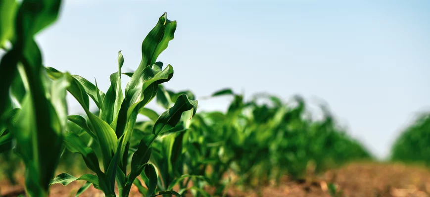 Maïs : anticiper le semis pour réduire les coûts