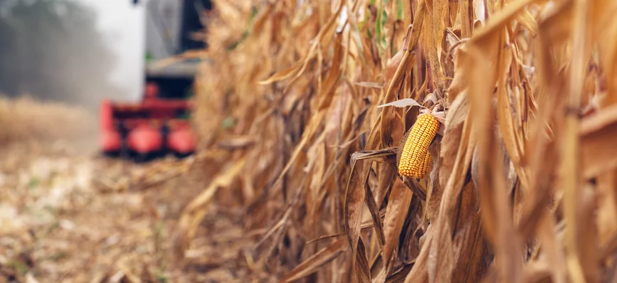 La récolte de maïs grain 2022 : baisse record de p