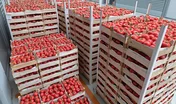 Italian Tomato Import