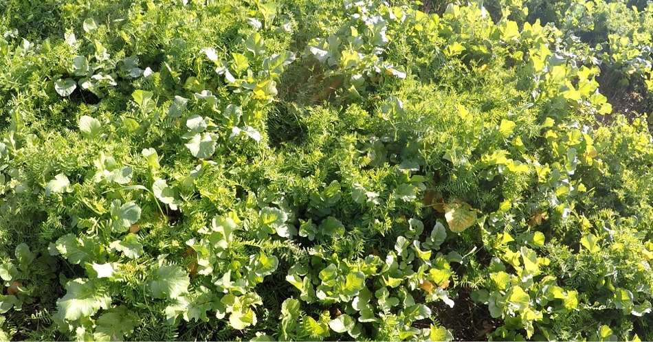 Couvert végétal composé de vesce velue, de radis fourrager et de phacélie