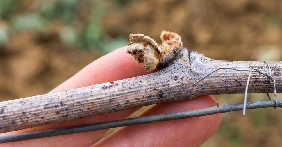 dégats du gel sur les vignes