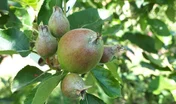 Le biostimulant BM Start® favorise le développement du fruit central du corymbe.