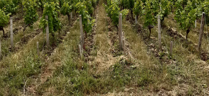 La viticulture régénérative s'installe au Château 