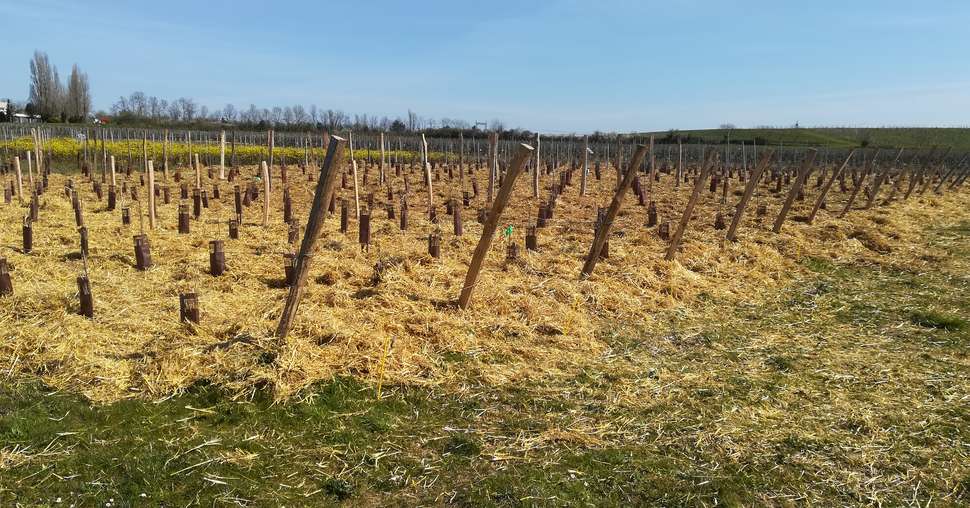 Paillage sur vignes, IFV