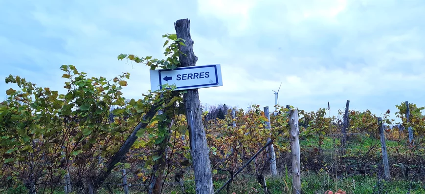 Québec : des vignes sous serres pour produire du v