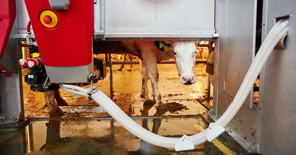 Automated cow farm. Milking machine, modern milk production technology at the factory