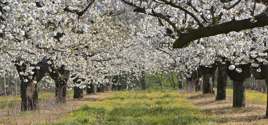 AllÃ©e de cerisiers dans la DrÃ´me, le printemps en France
