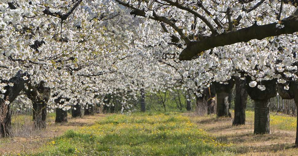 AllÃ©e de cerisiers dans la DrÃ´me, le printemps en France