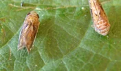 cicadelles de la flavescence dorée