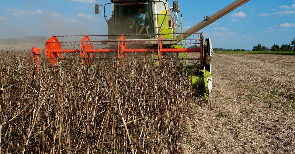 Moisson fÃ©verole, moissonneuse progressant dans le champ