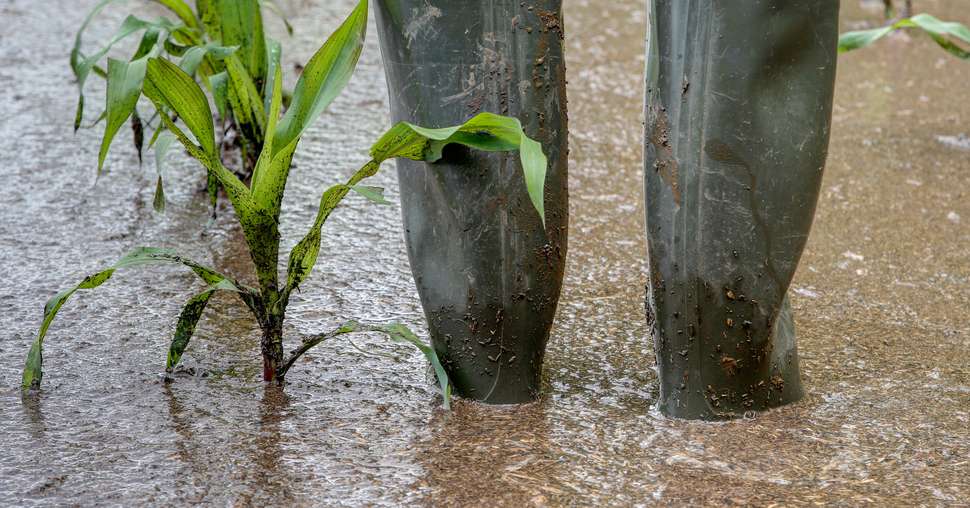 A farmer stands in his flooded maize field with rubber boots. Extreme weather such as torrential rain, causing more and more crop failures..