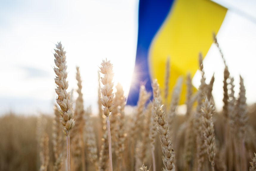 Ukrainian yellow - blue flag and spikelets on a wheat field. soft selective focus. Stop the war in Ukraine, harvest. agricultural country symbol. Independence Day in Ukraine