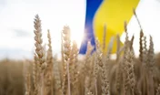Ukrainian yellow - blue flag and spikelets on a wheat field. soft selective focus. Stop the war in Ukraine, harvest. agricultural country symbol. Independence Day in Ukraine