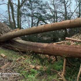 Tempête Ciarán : le Pays de Brest veut maximiser l'utilisation des chablis en bois d'œuvre