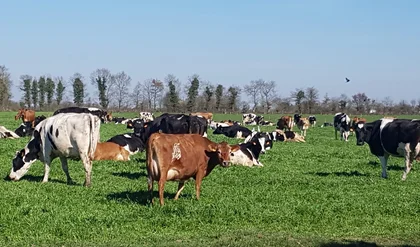 Vaches laitières au pâturage