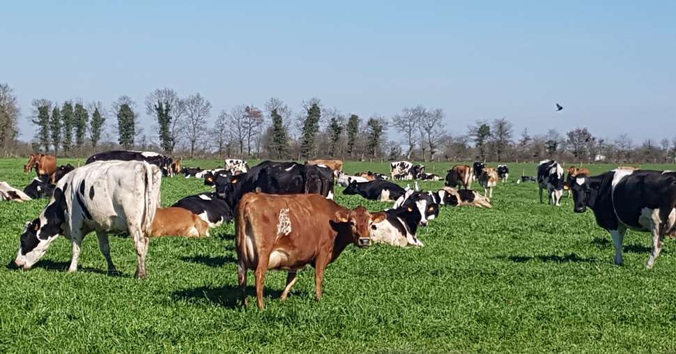 Vaches laitières au pâturage