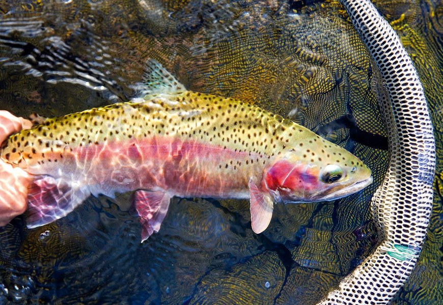 Aux Origines De La Truite Arc En Ciel Peche Et Poissons Carnassiers Carpe Truite Mer 8152