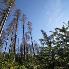 Forêt « dépérissante » : une définition par le DSF et l'IGN