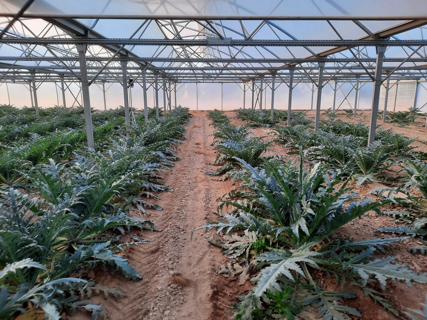 Sun'agri serre agrivoltaïque d’artichauts à Thuir