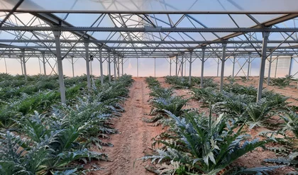 Sun'agri serre agrivoltaïque d’artichauts à Thuir