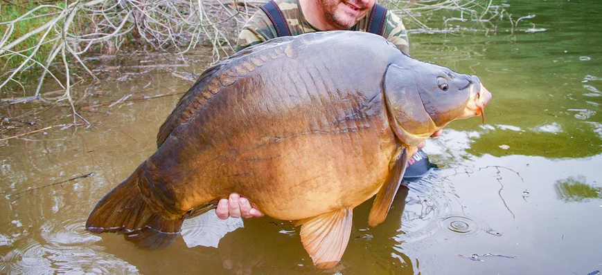 Grosses carpes : une histoire de tropisme