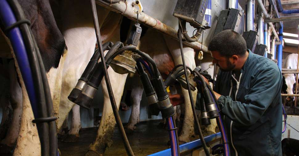 Agriculteur éleveur pendant la traite