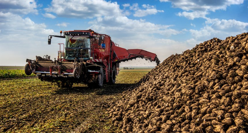 Machine for loading and harvesting sugar beet on field near pile