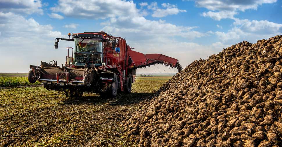 Machine for loading and harvesting sugar beet on field near pile