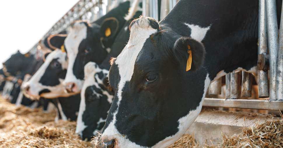 Cows standing in a stall and eating hay