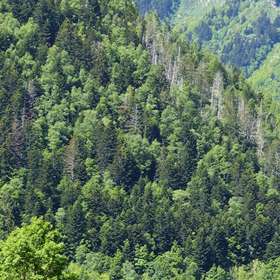 Forêts des Pyrénées : quelles évolutions ?