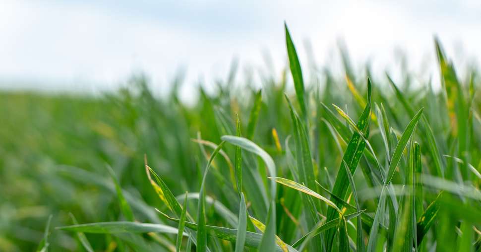 Wheat shoots with septoria. Crop loss due to plant diseases