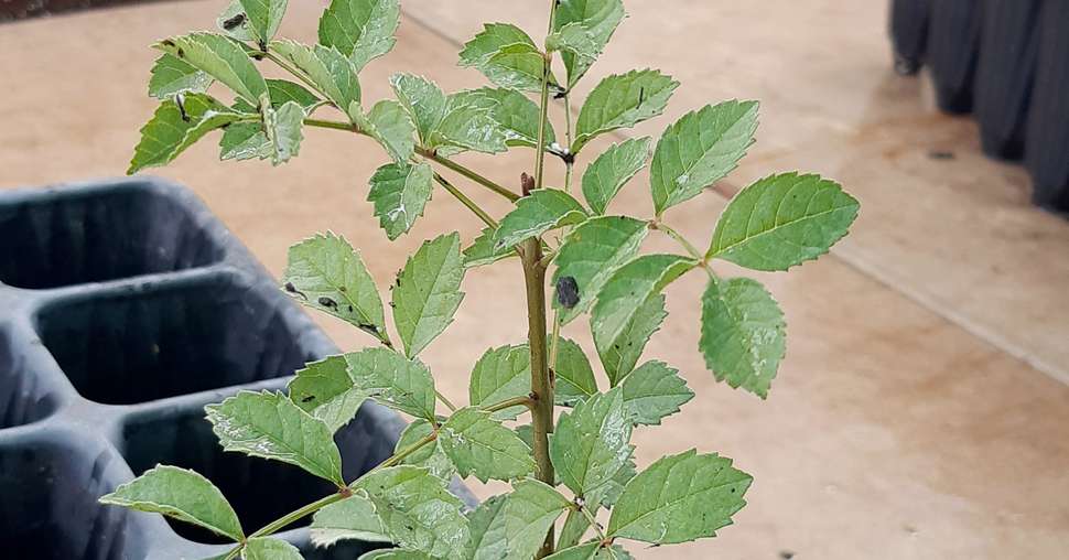 jeune plant de frène Fraxinus angustifolia