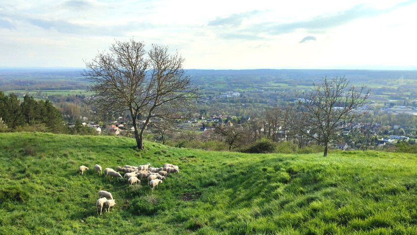 Paysage de nature en Auvergne avec des moutons dans une prairie