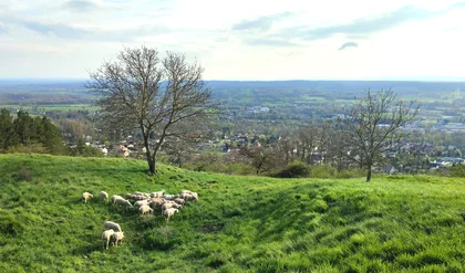 Paysage de nature en Auvergne avec des moutons dans une prairie
