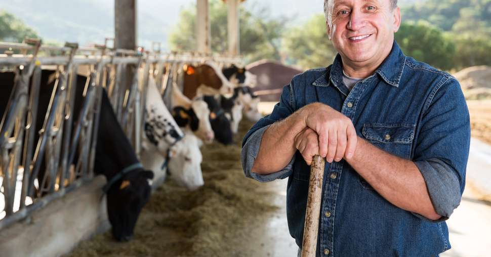 male farmer posing against background of cows in stall