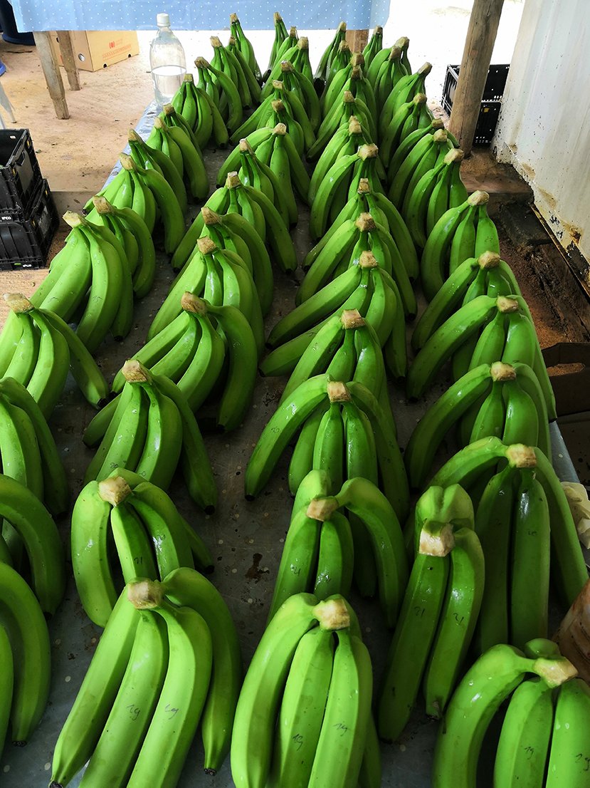 Bananes vertes Côte d'Ivoire